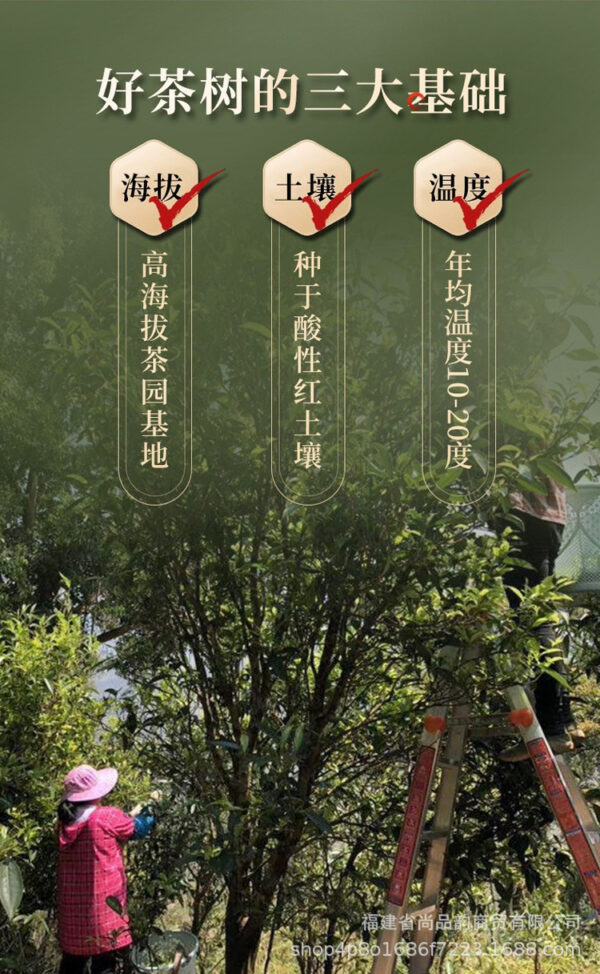 详情-19 奶茶店原料鸭屎香大红袍茶头茉莉雪芽茶 Raw materials for milk tea shops: Yashi Xiang (Duck Shit Aroma), Da Hong Pao (Big Red Robe), tea heads, and Jasmine Snow Buds tea