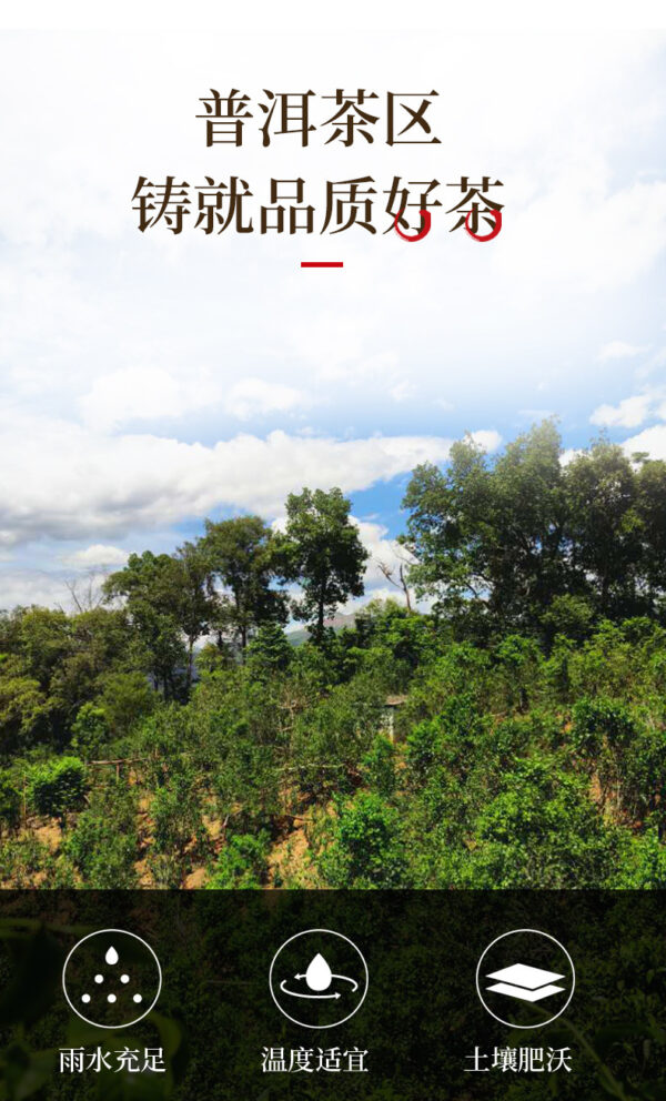 详情-4 云南西双版纳易武正山乔木野生茶饼357g熟茶大叶种晒青茶现货 Yunnan Xishuangbanna Yiwu Zhengshan Arbor Wild Tea Cake, 357g Ripe Tea, Large-leaf Sun-dried Green Tea, In Stock for Wholesale